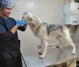 Şile Belediyesi Veterineri