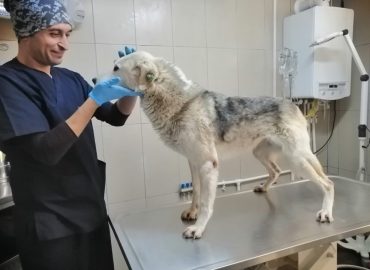 Şile Belediyesi Veterineri