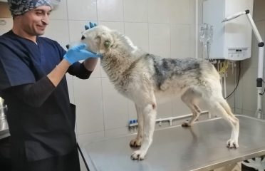 Şile Belediyesi Veterineri