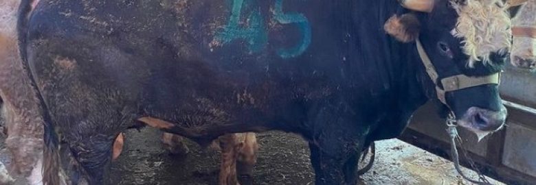Şile Kurban Satış