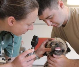 Şile Vet Veteriner Kliniği