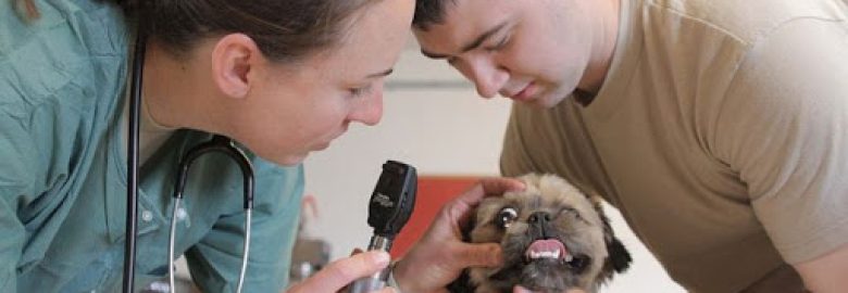 Şile Vet Veteriner Kliniği