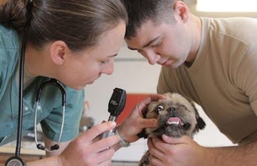 Şile Veteriner Kliniği