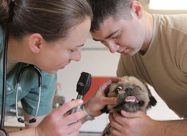Şile Belediyesi Veterineri